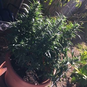 Meet your Posher, Lamar